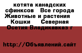 котята канадских сфинксов - Все города Животные и растения » Кошки   . Северная Осетия,Владикавказ г.